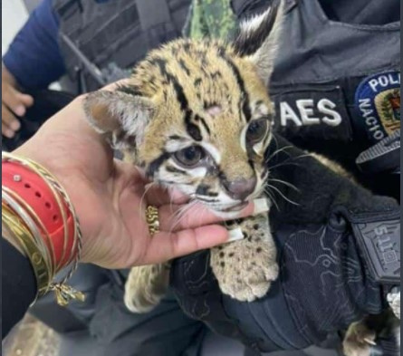 Rescataron cunaguaro en una de las casas que habitaban miembros de la banda del “Koki” (FOTO)