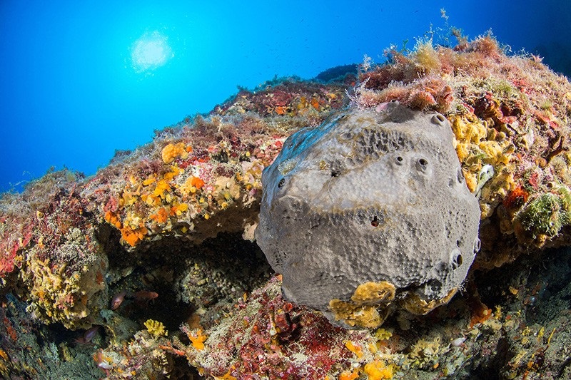 Fósiles parecidos a esponjas podrían ser la forma de vida animal más vieja del planeta