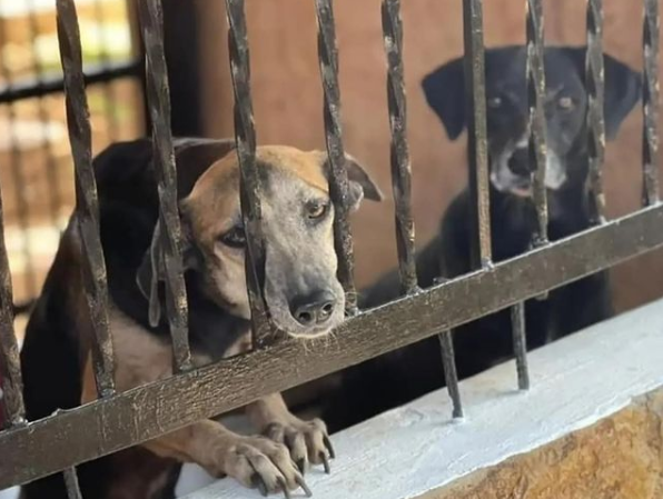 Veterinaria en Nueva Esparta cobraba por atención de mascotas que ya habían muerto