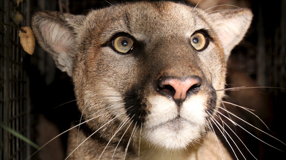 Mataron a un puma después de atacar a un niño de cinco años en California