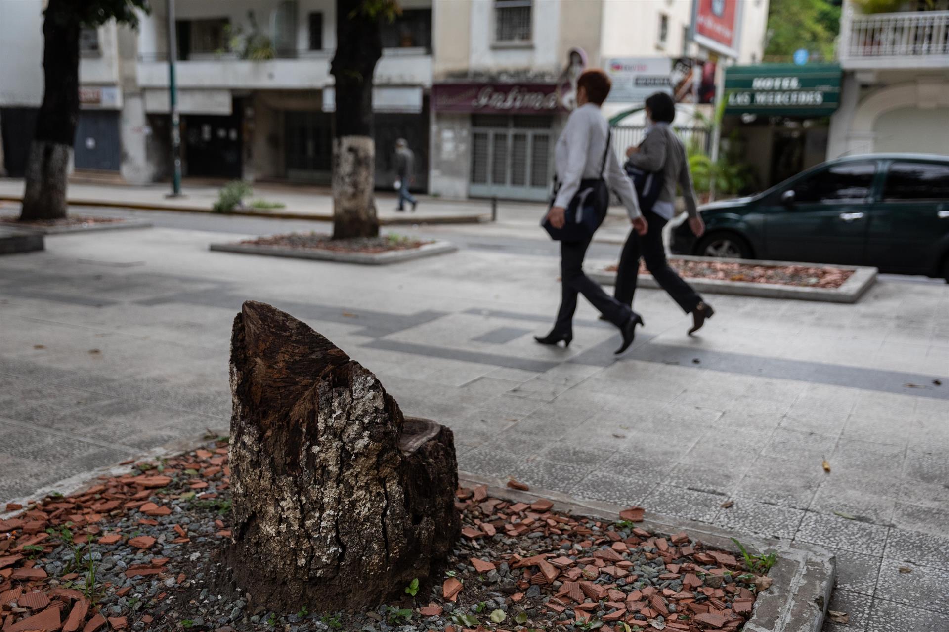 Venezuela, un país menos verde ante la tala indiscriminada (FOTOS)