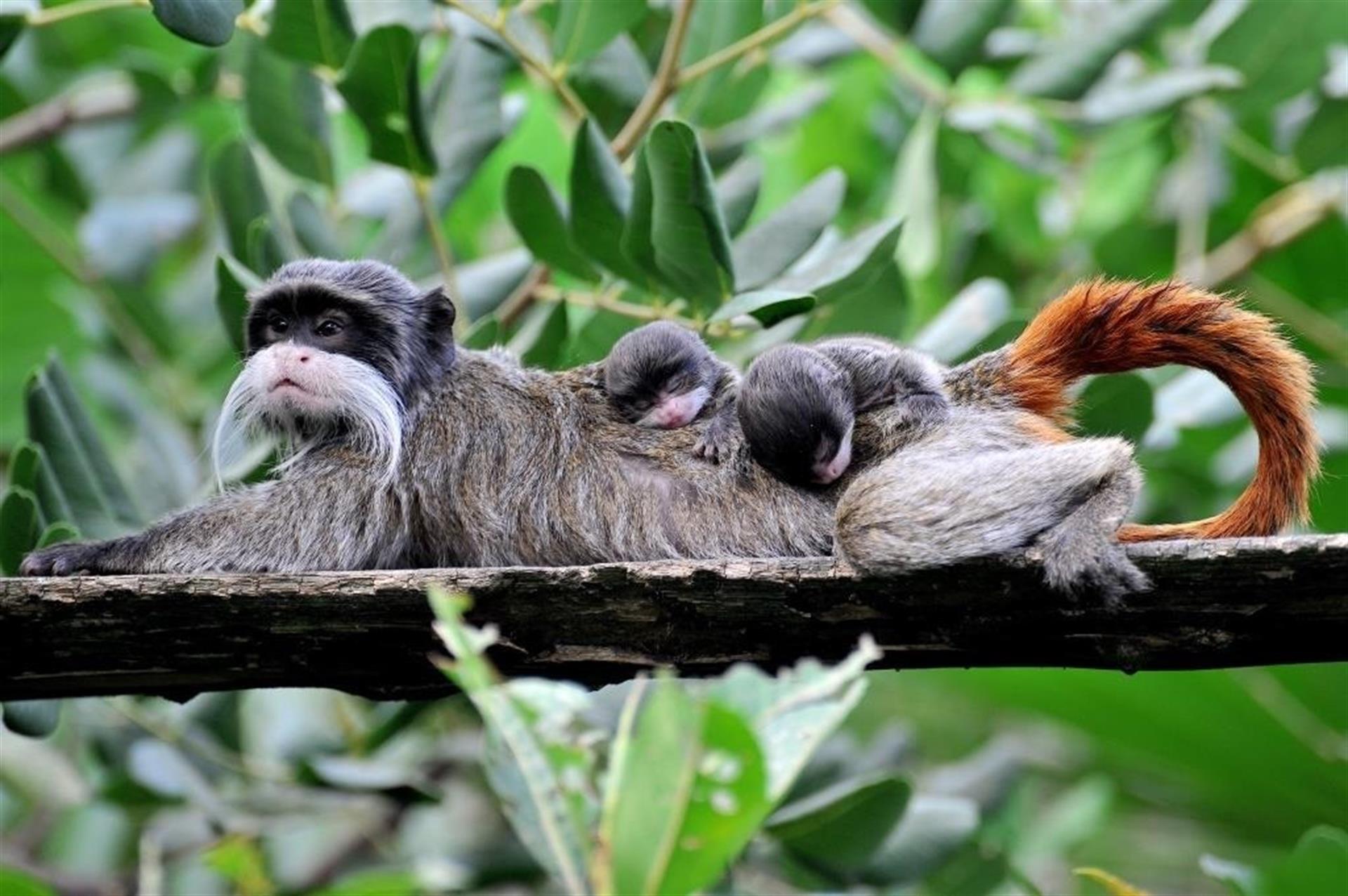 Nacen en Roma dos mellizos de tití emperador, especie en peligro de extinción