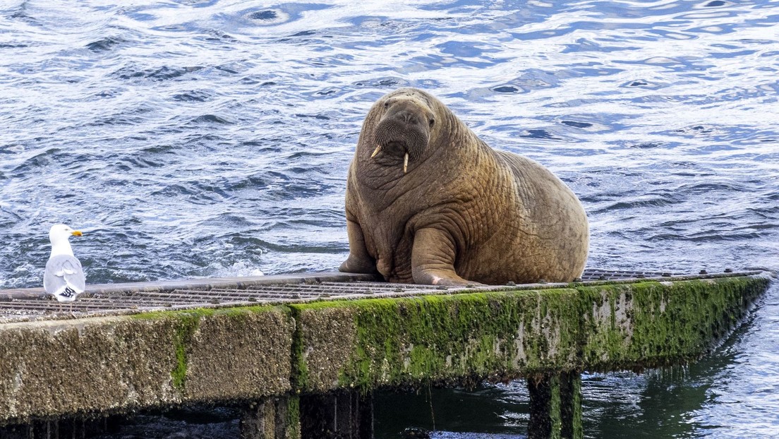 Wally, la morsa errante que viajó seis meses por Europa REAPARECIÓ en Islandia (VIDEO)