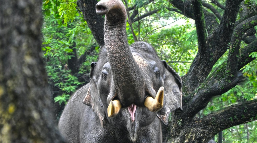 EN VIDEOS: Elefante furioso se lanzó contra un autobús en la India