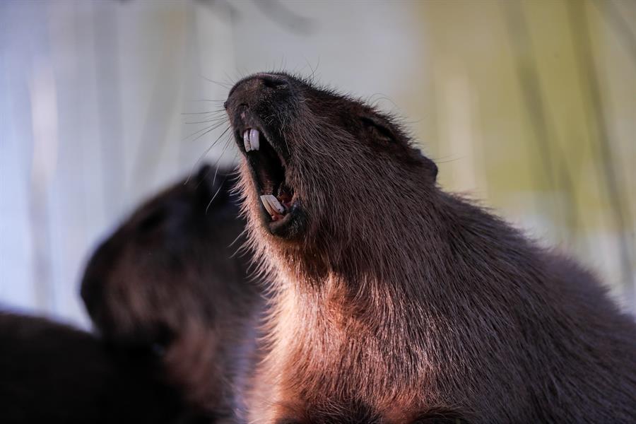 Una “invasión” de chigüire genera ternura y reivindicación en Argentina