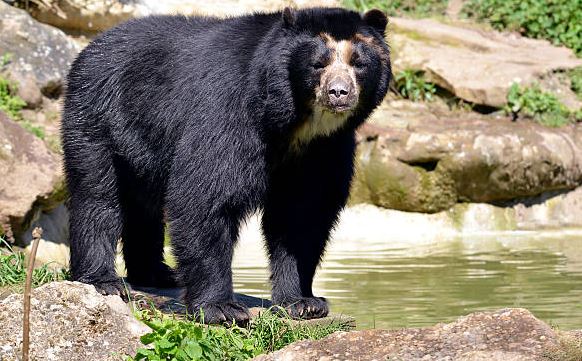 VIDEO: Oso Frontino, especie en peligro de extinción, fue avistado en Mérida