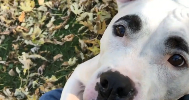 Lo mejor que verás hoy: Perro se hizo VIRAL por sus cejas que parecen “pintadas y delineadas” (VIDEO)