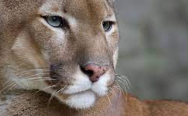 VIDEO: Imponente avistamiento de un puma nadando a solo metros de turistas en Colombia