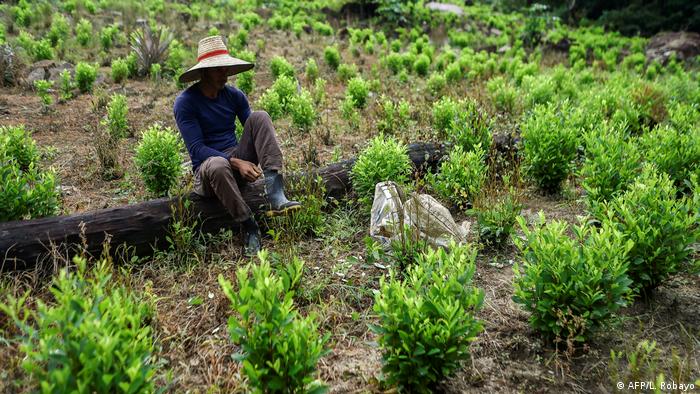 Colombia: Coca farmers release 180 soldiers from hostage