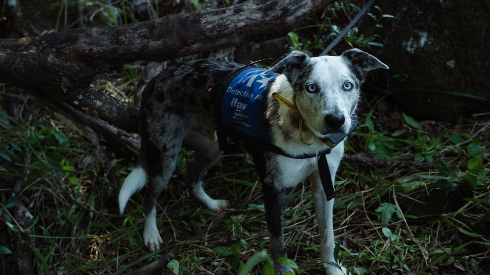 ¡Héroe! Perro rescató a más de 100 koalas durante los incendios forestales de Australia