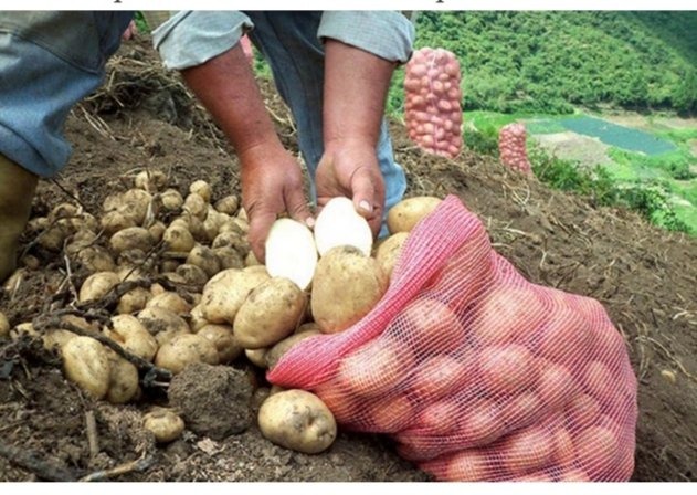 ¡Sin semillas! Seis años sin producir llevan paperos del occidente de Carabobo