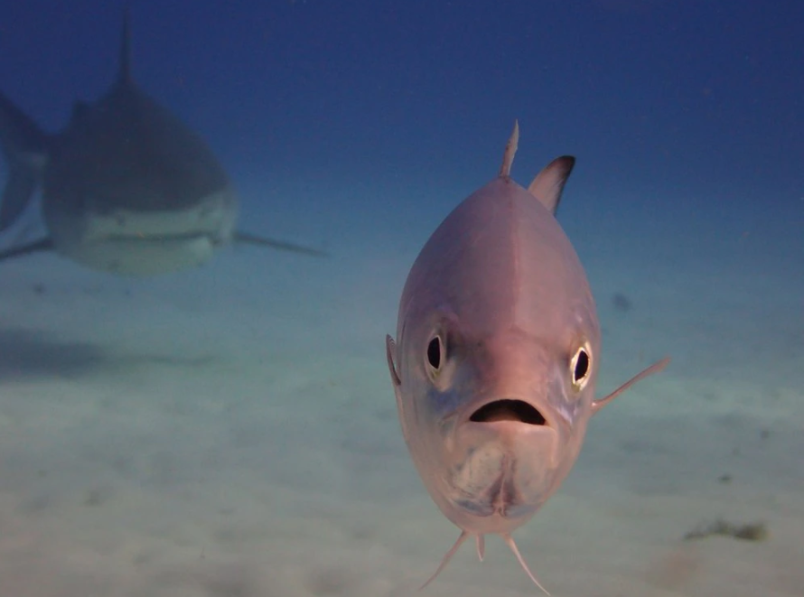 El curioso comportamiento de los peces que desafían a la muerte y se acercan a los grandes tiburones