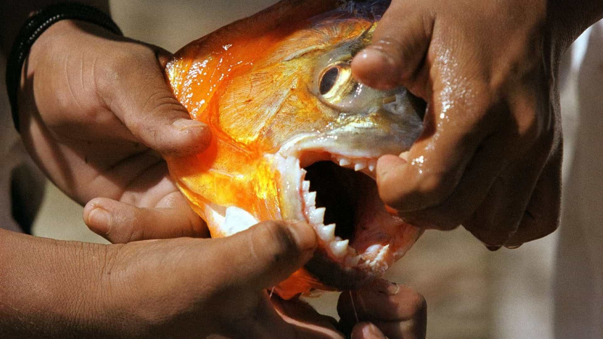 Brutales ataques de pirañas en Paraguay dejan más de 20 heridos y cuatro muertos en lo que va de año