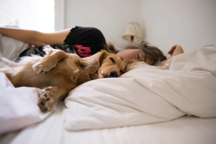 ¿Por qué los humanos amamos tanto a nuestras mascotas?