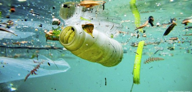 Hallan por primera vez microplásticos en peces de la Amazonía peruana