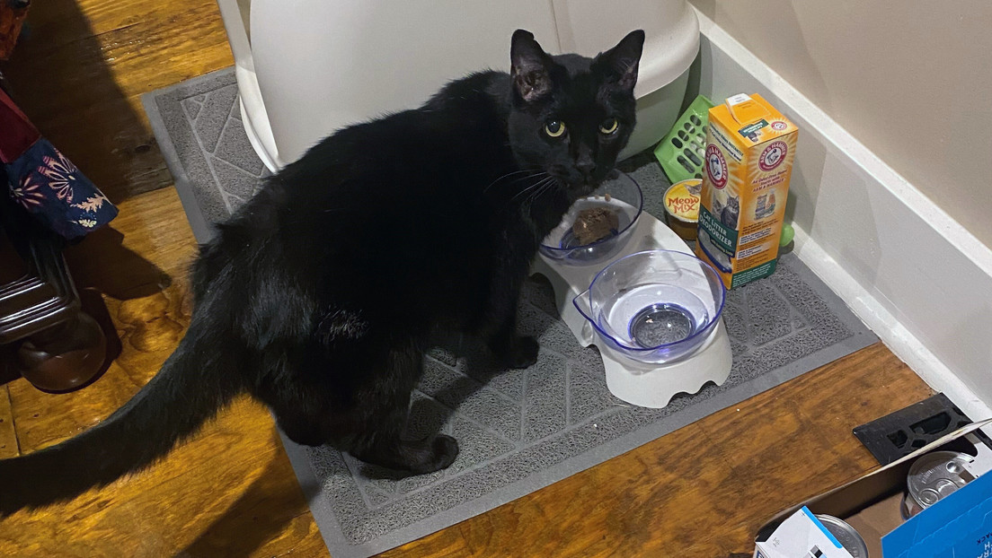 ¡Increíble! Gato sobrevivió a un tornado en EEUU luego de pasar nueve días bajo los escombros