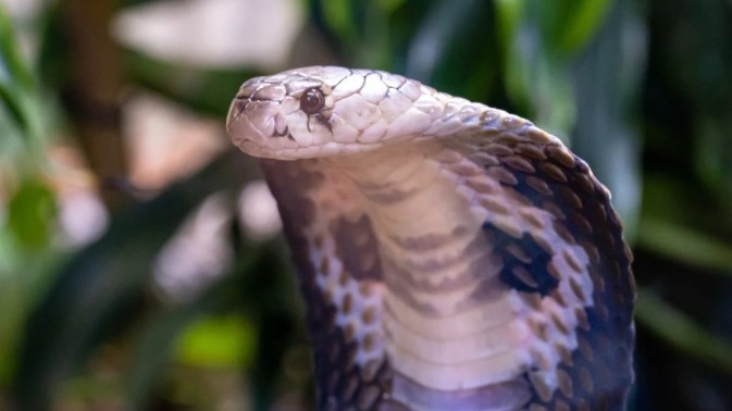 Se sentó en un inodoro, lo mordió una serpiente y casi pierde su pene