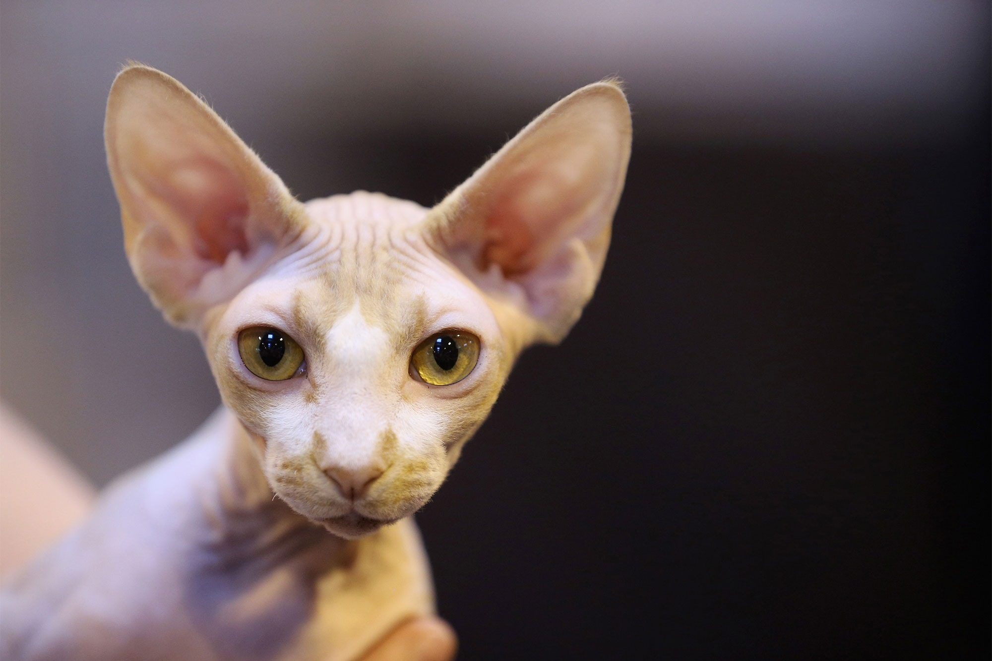 ¡Qué loco! Descubren a una mujer amamantando a su gato en un vuelo en EEUU