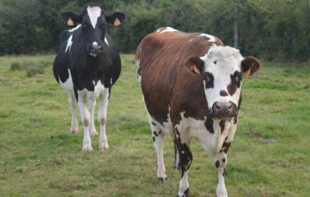 Campesino de la India interpuso una denuncia a sus cuatro vacas por no dar leche