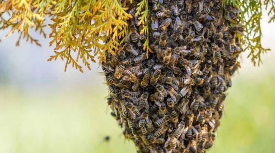 Fatalidad: Motorizado murió tras ser atacado por un enjambre de abejas