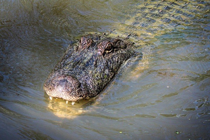 Cocodrilo decapita a un niño de 15 años durante un viaje de pesca