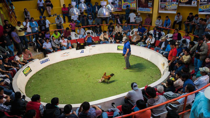 Tiros, puñaladas y asesinatos protagonizaron jornadas sangrientas de peleas de gallos en Apure y Barinas