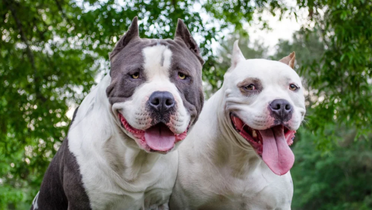 ¿Los pitbull son realmente perros agresivos?