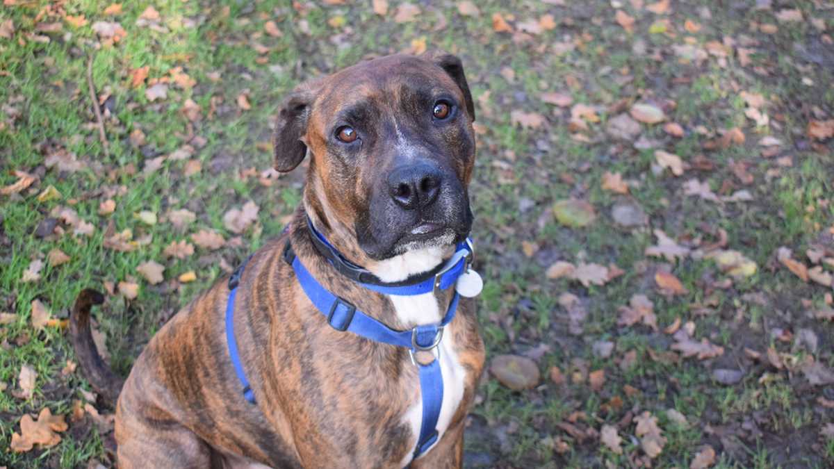 La personalidad de un perro puede tener poca relación con su raza