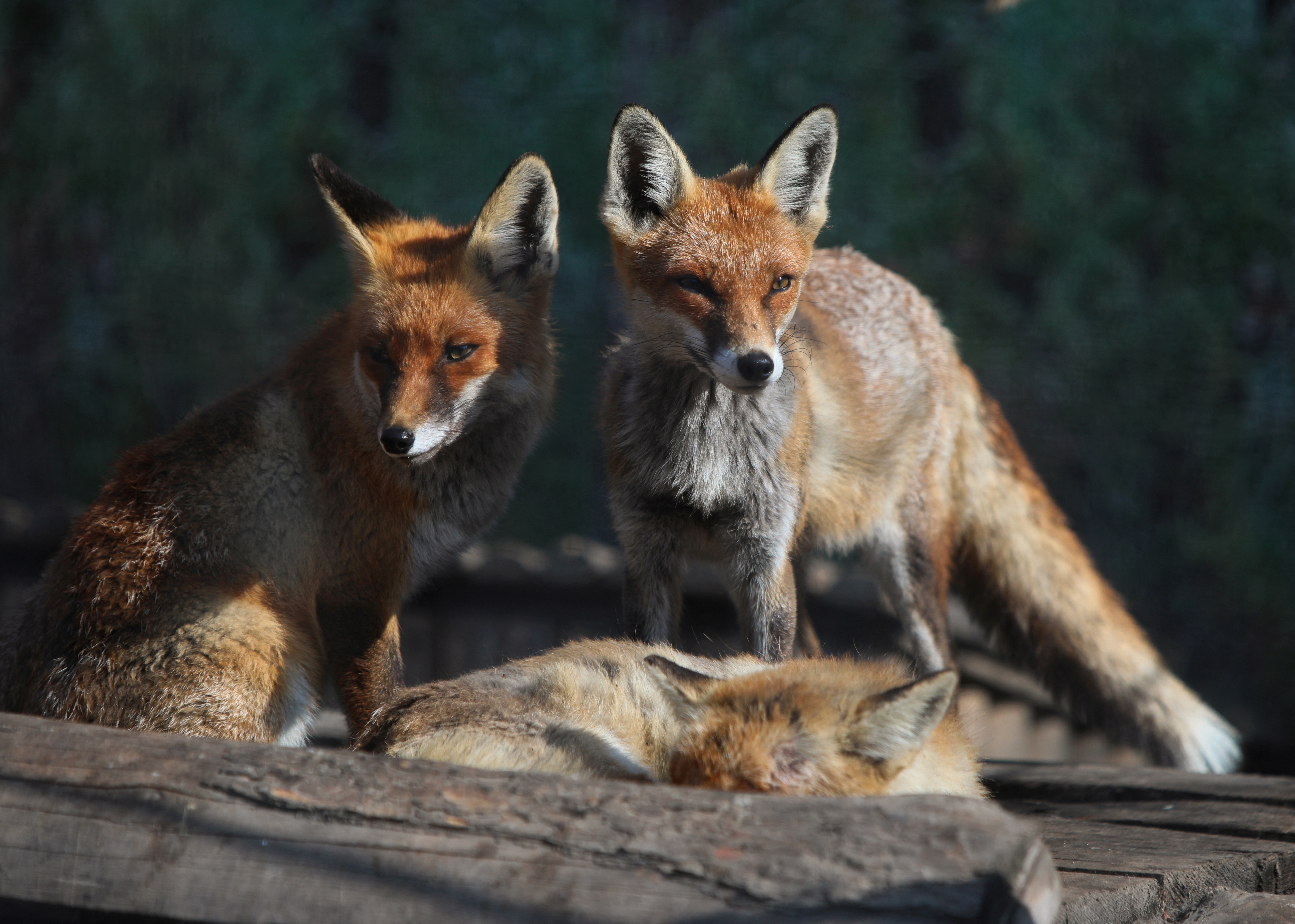 Desde lobos hasta lechuzas: éxodo ucraniano involucra animales de todo tipo (FOTOS)