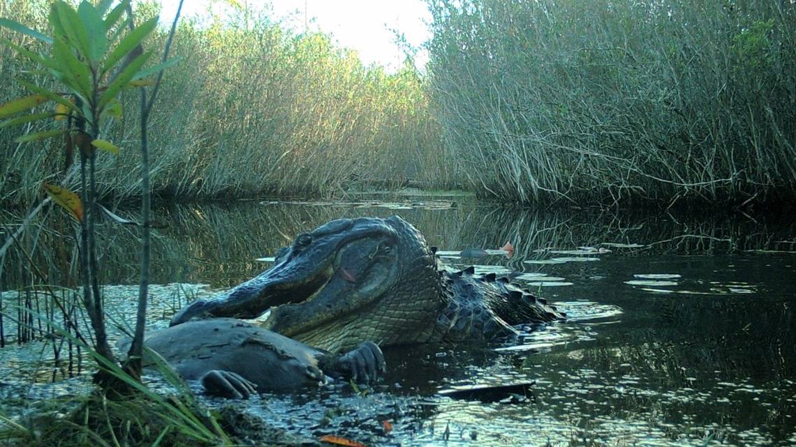 Colocaron cámara junto a cadáver en un pantano de EEUU y emergió una criatura espeluznante