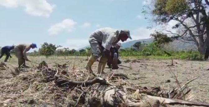 Productores a punto de irse a la quiebra por carencia de insumos en Yaracuy