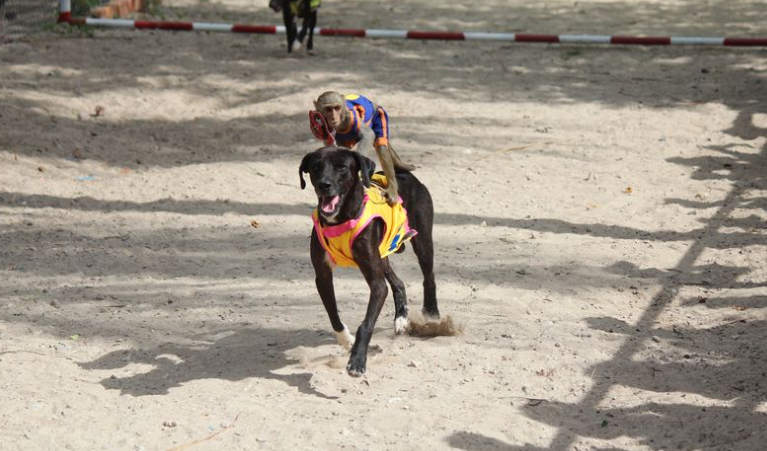 Torture Island: retorcido complejo donde los animales son obligados a montar perros y motos (Fotos)