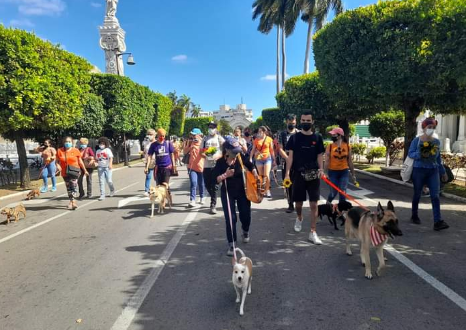 Marcharon en Cuba en protesta a un “rodeo de gatos” que escandalizó las redes