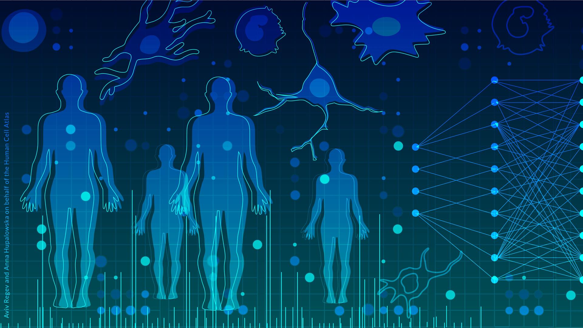 El atlas de todos los tipos de células humanas consigue nuevas piezas clave