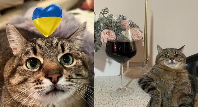 Famoso gato de Tiktok recauda fondos para rescatar animales en Ucrania