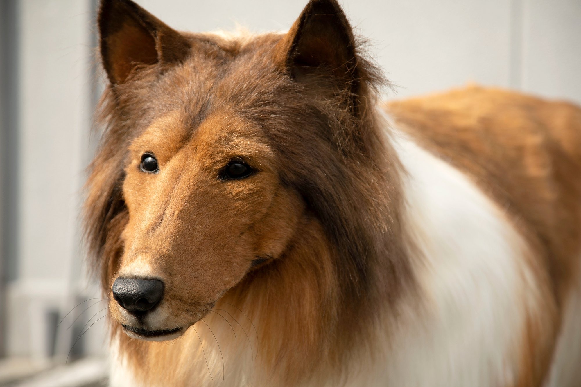 Toda su vida quiso ser un perro y al fin lo logró, o algo así: su transformación revoluciona las redes