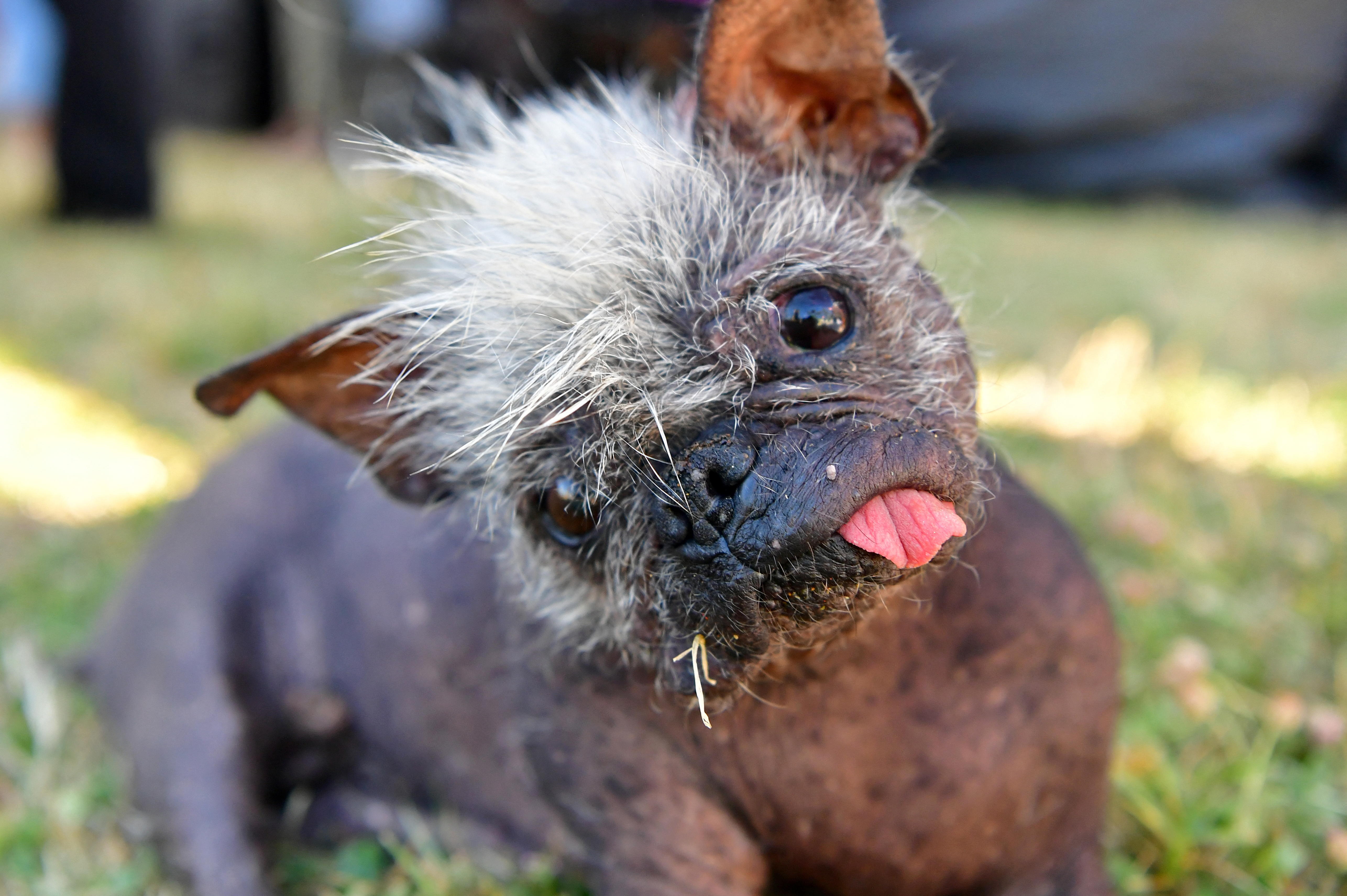 Así es el perro más feo del mundo: se llama “Sr. Rostro Feliz” y tiene 17 años (FOTOS)