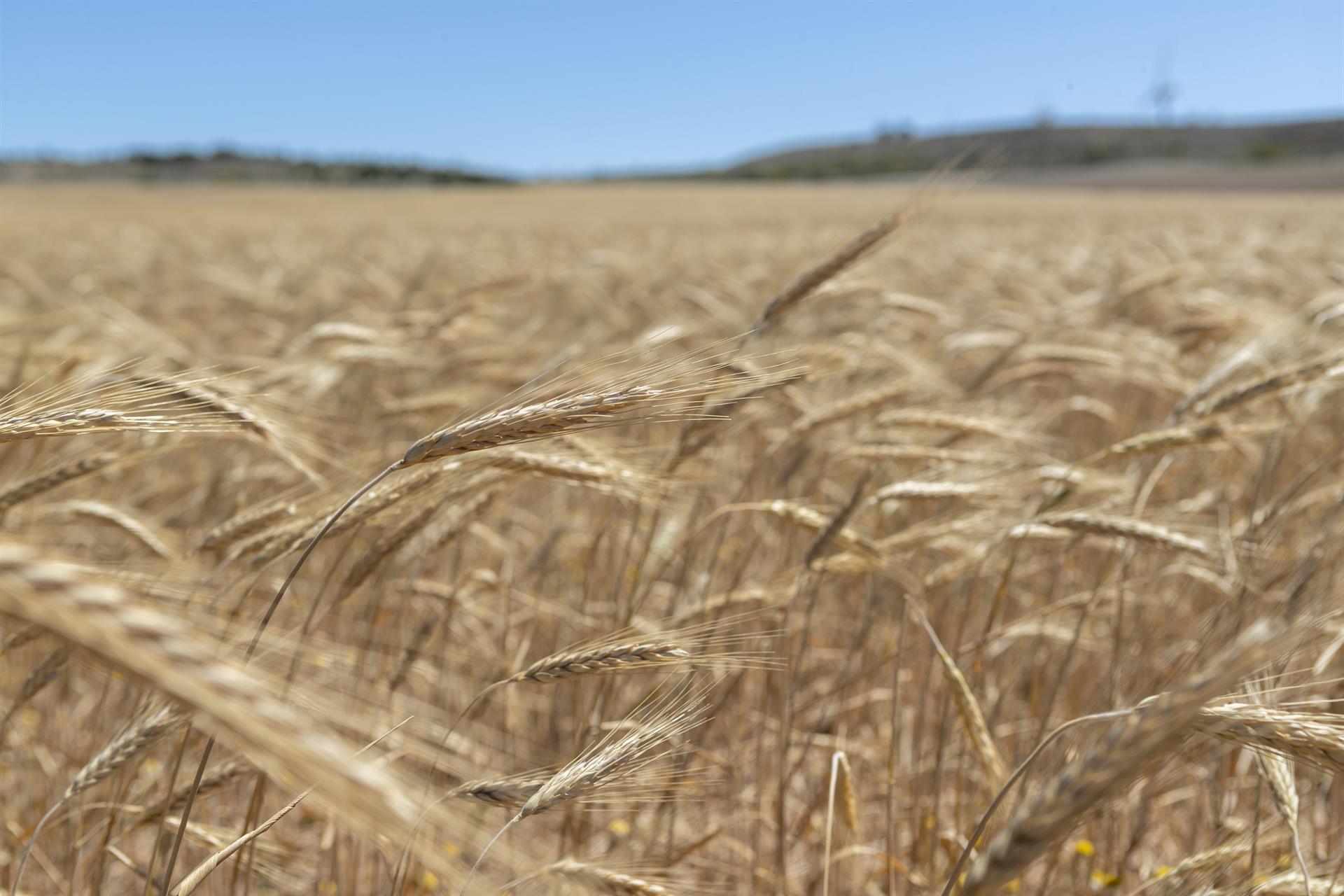 El mundo no logrará el hambre cero en 2030 con el contexto actual, según la FAO