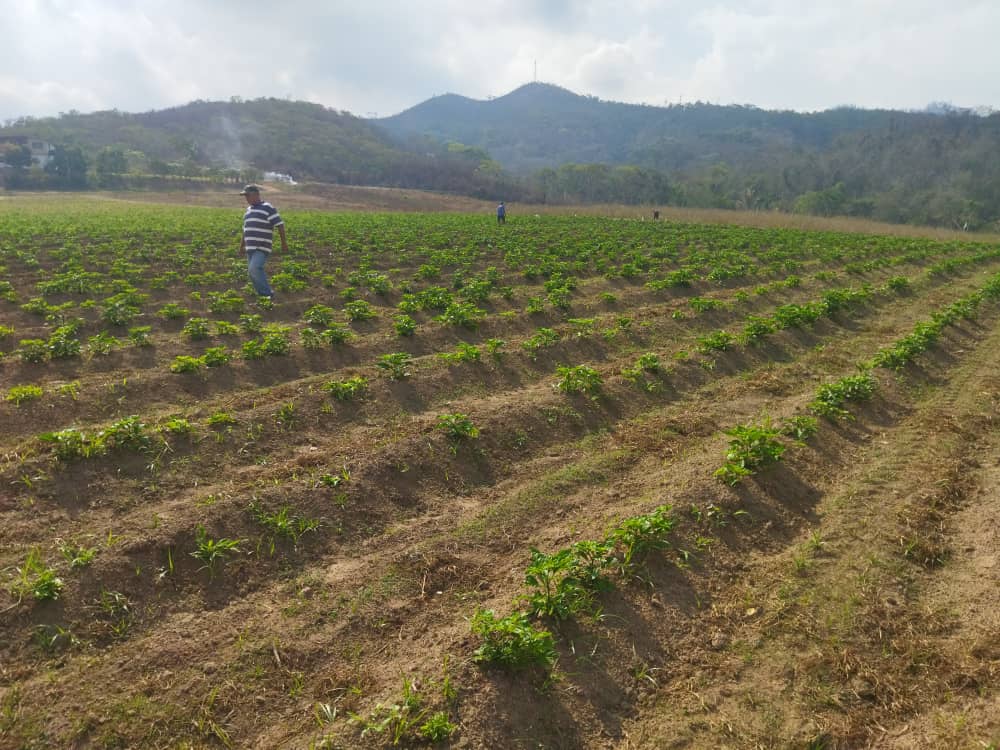 Productores del campo al occidente de Carabobo podrían sufrir un paro técnico ante nuevo precio del gasoil