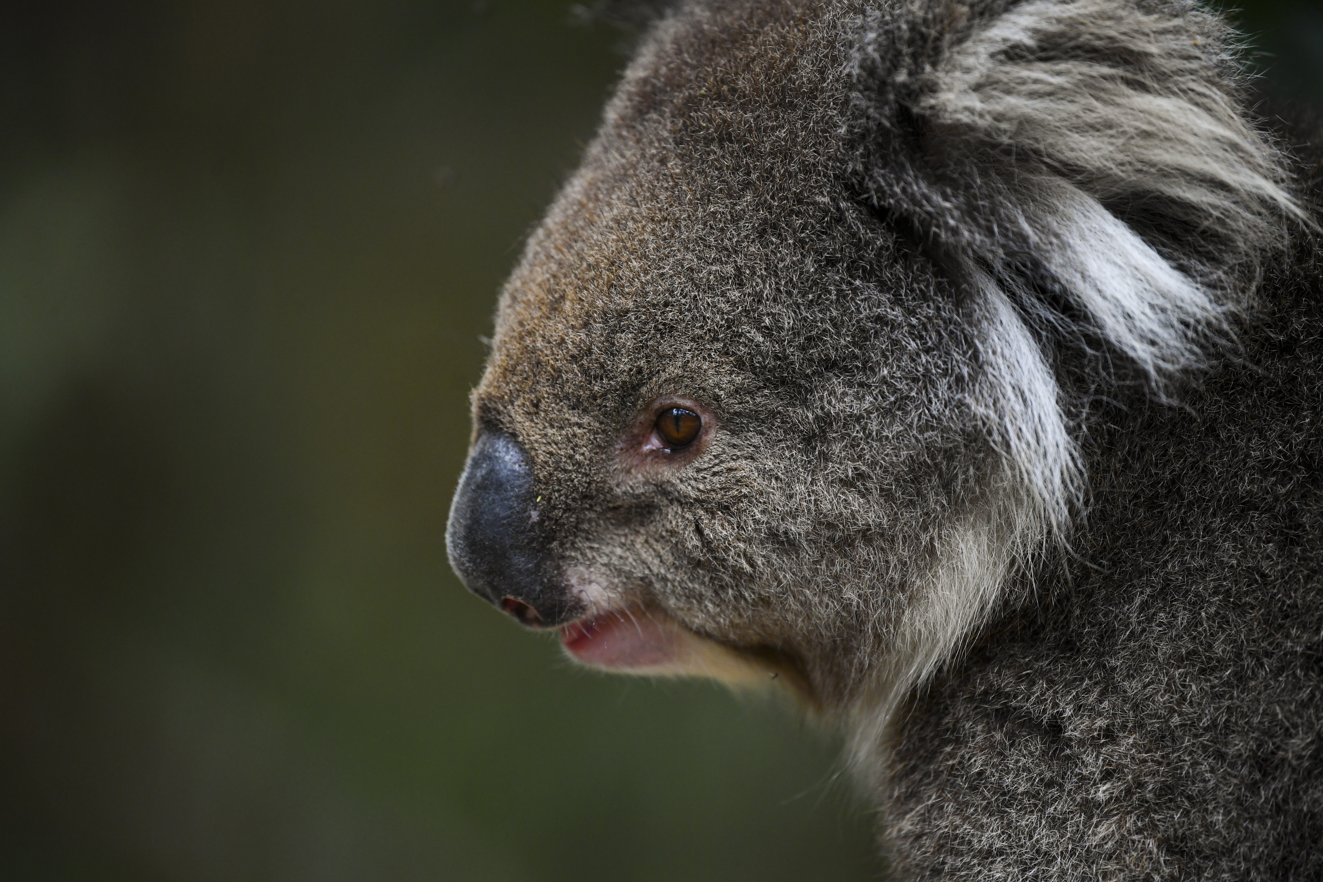 Ecologistas australianos impulsan ley para proteger al koala de la extinción