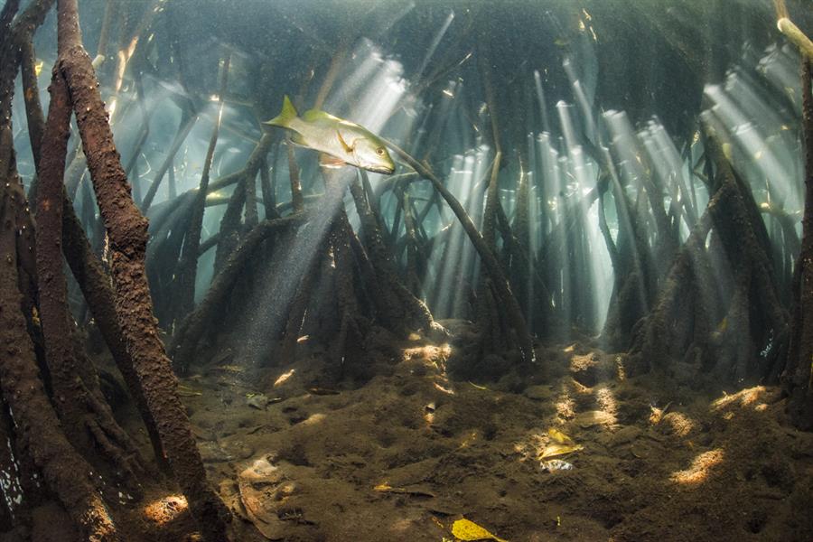 Alertan de que la Tierra ha perdido un tercio de los manglares que existían