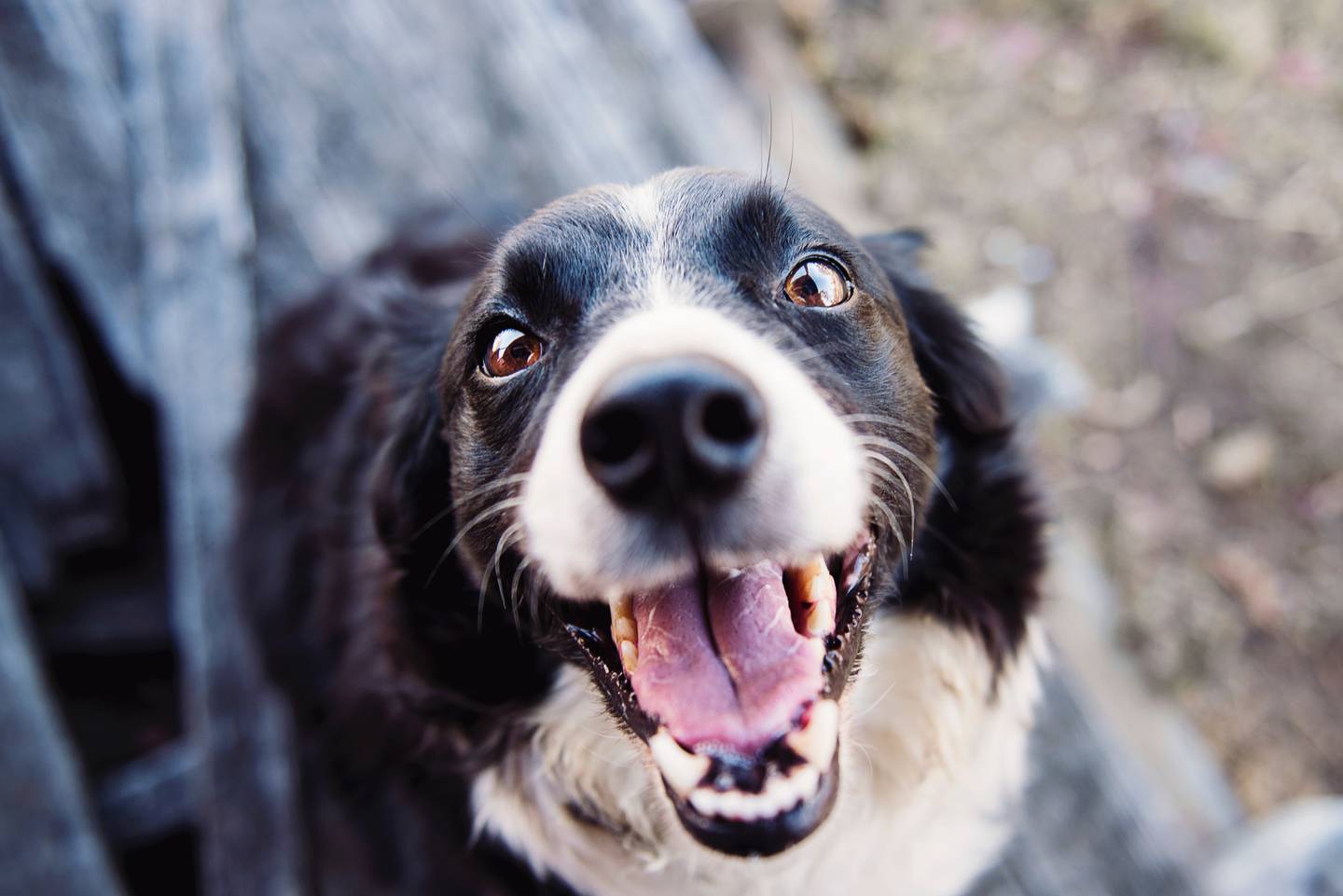 Ni tu perro ni tu gato están locos: qué son los “episodios aleatorios de actividad frenética”