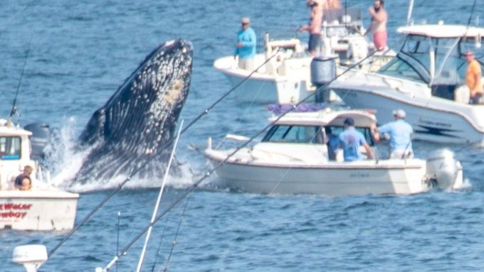 Captado en VIDEO: Ballena saltó a la superficie y aterrizó en un pesquero frente a las costas de Massachusetts