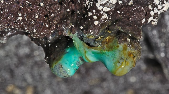 Misteriosas formas de vida en cuevas de lava en Hawaii sorprenden a los cientificos