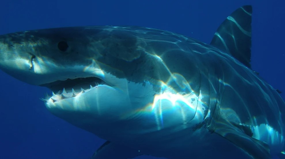 Las impresionantes IMÁGENES de un tiburón blanco que apareció muerto en las costas de Nueva York