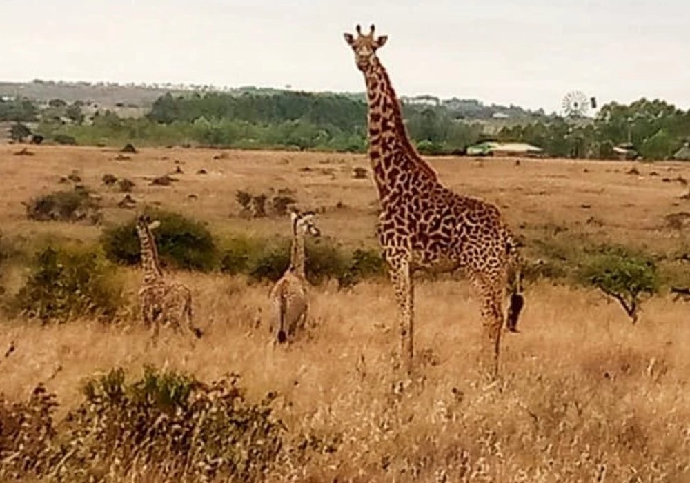 Nacen jirafas gemelas en Kenia: “Un fenómeno extremadamente raro”