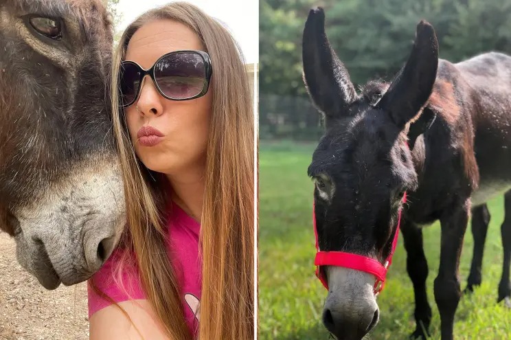 VIRAL: Monte, el burro “cantante” de EEUU, que se hizo famoso en TikTok (VIDEO)