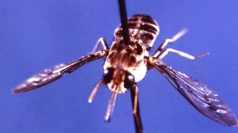 Cómo identificar los síntomas de la tripanosomiasis africana, la terrible enfermedad del sueño