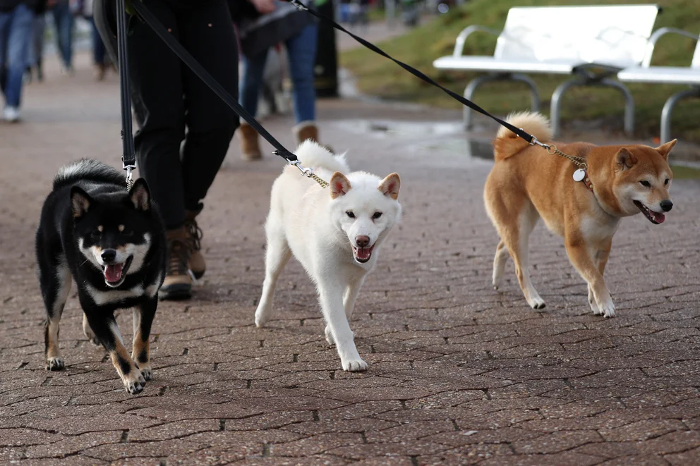 Cuál es el significado de las peleas entre perros y por qué son peligrosas