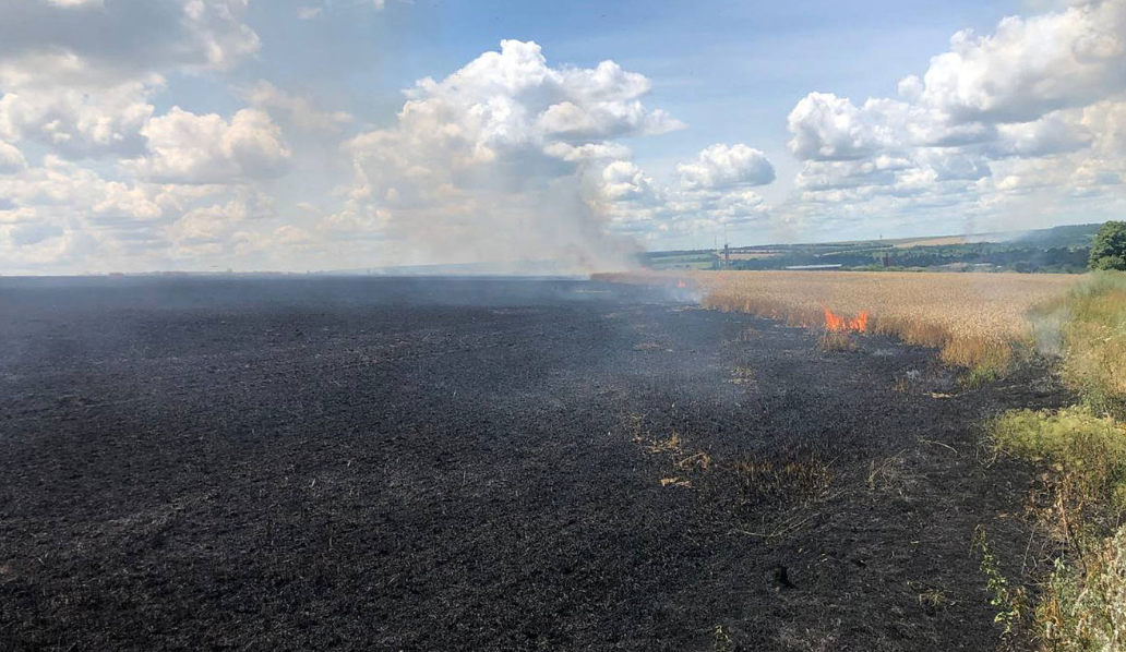 En fotos: Ucrania salva campos de trigo en peligro por la ofensiva rusa